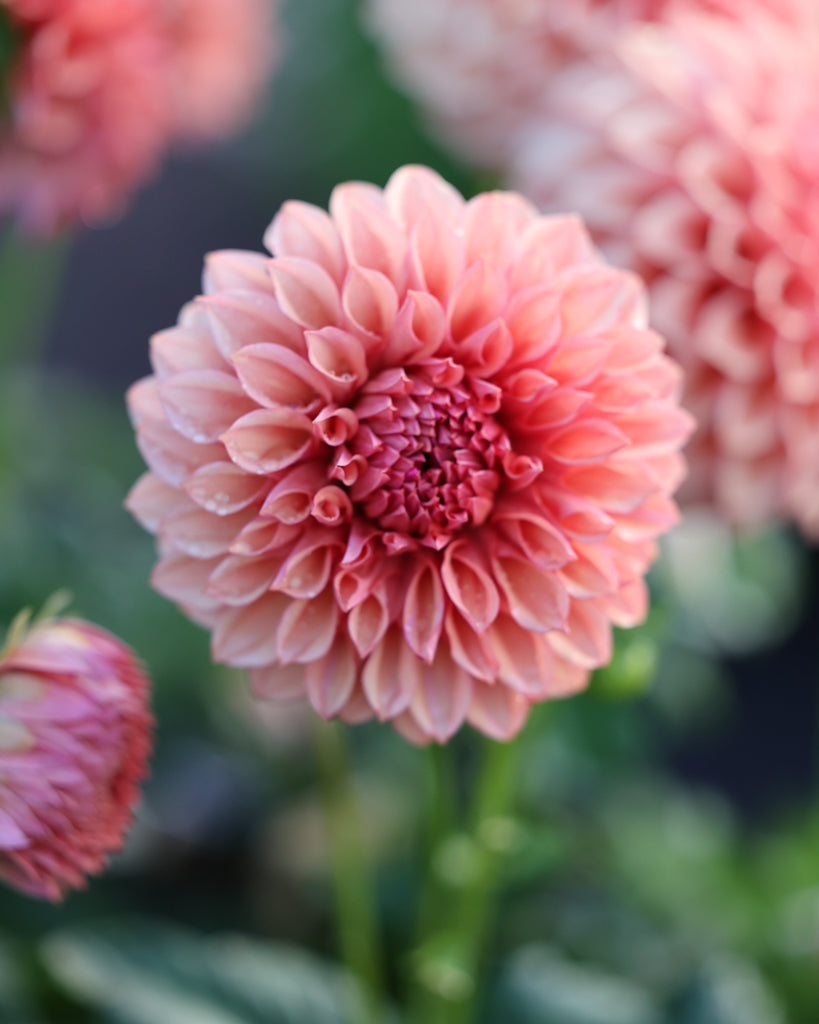 Eine Dahlienblueten der Sorte Orange Globe im Beet.