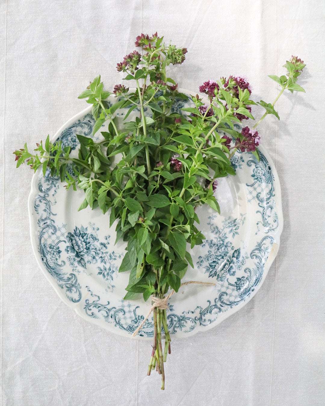 Griechischer Oregano Saatgut – Küchenkräuter