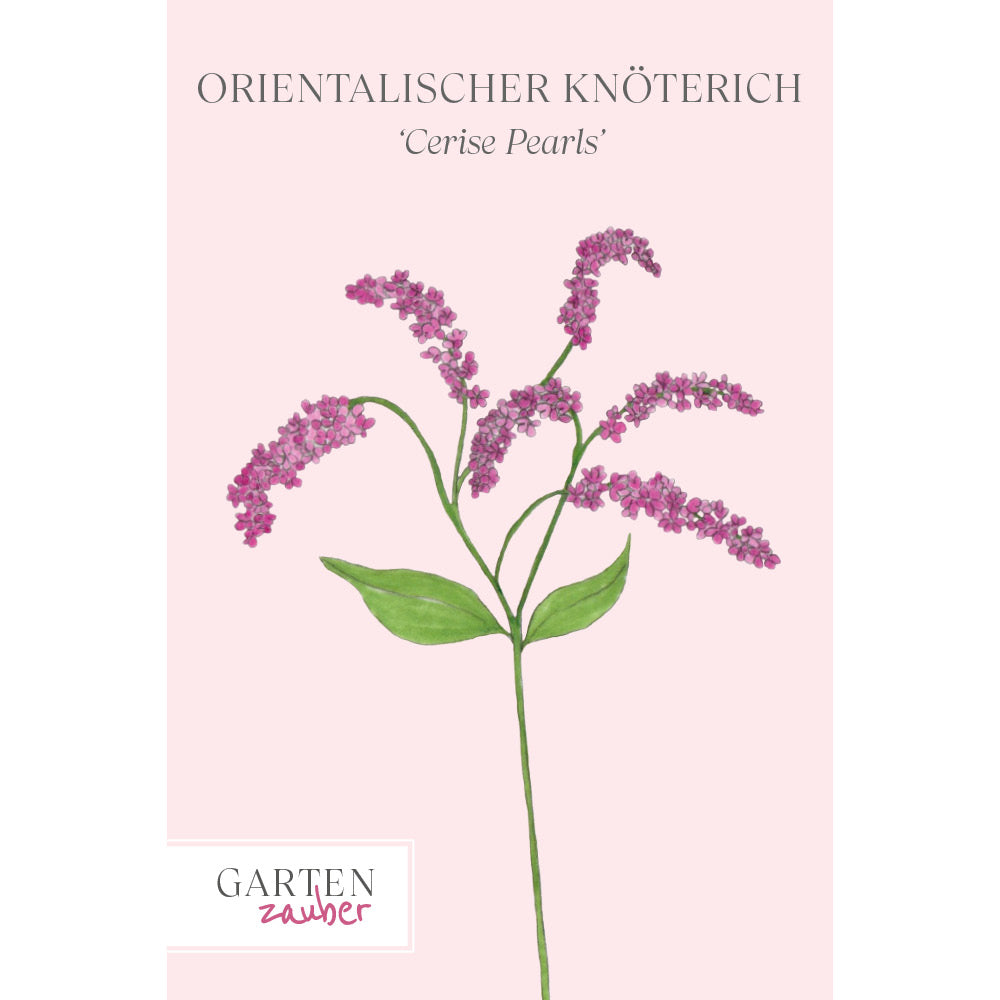Vorderansicht Saatguttuete Orientalischer Knöterich 'Cerise Pearls' Persicaria orientalis aus der Gartenzauber-Saatgutserie