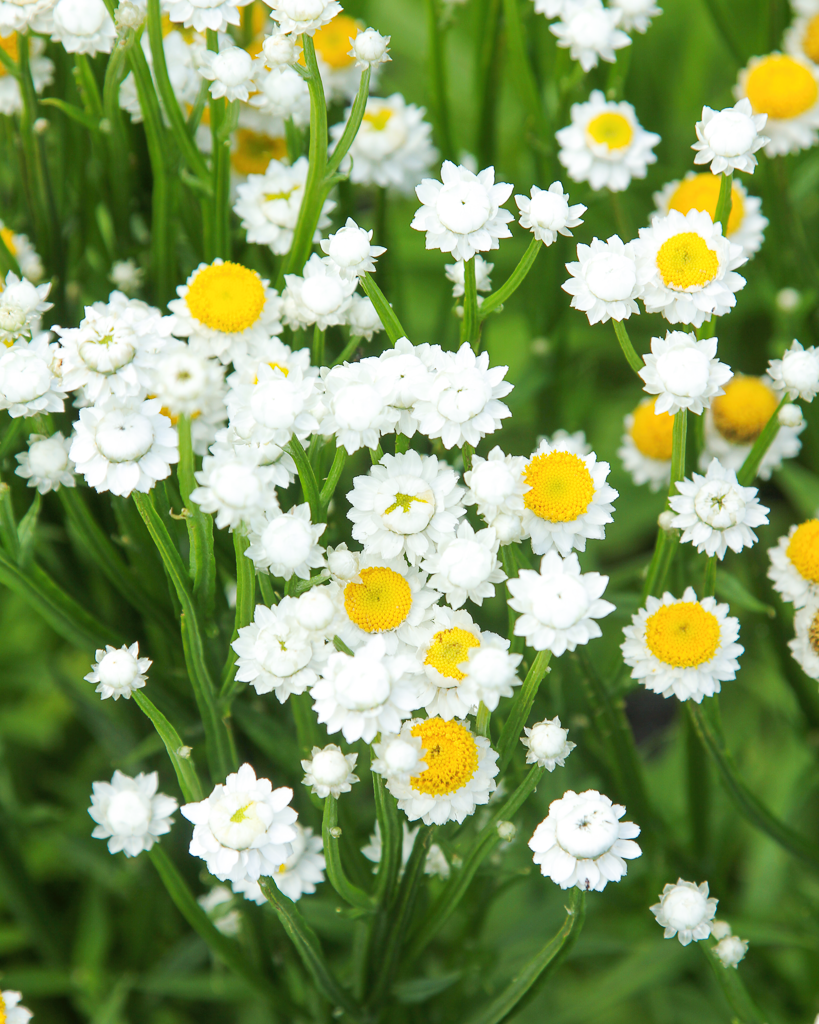 Mehrere kleine weiße Blütenköpfe des Papierknöpfchens (Ammobium alatum) blühend im Gartenbeet.