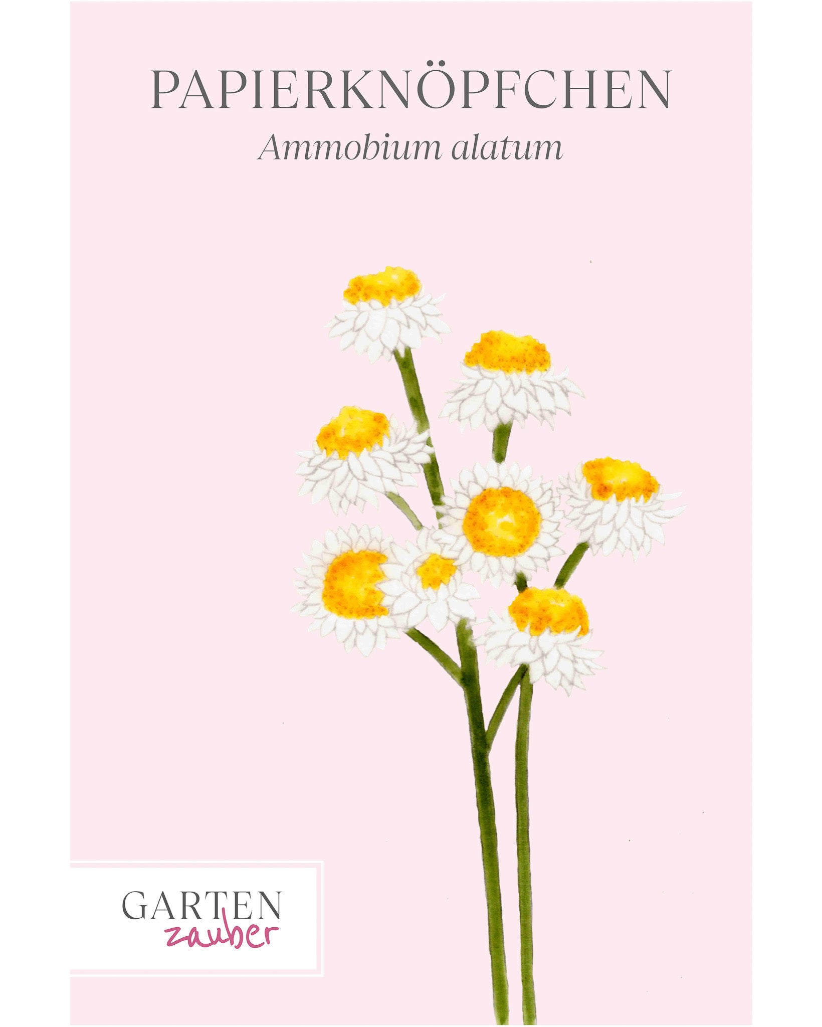 Vorderseite der Gartenzauber Saatguttüte mit einer Illustration der Sommerblume Papierknöpfchen.