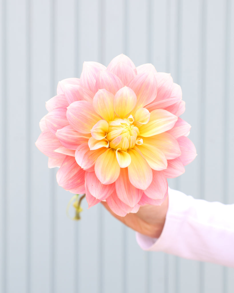 Eine Dahlienbluete der Sorte Peaches and Dreams vor einem hellblauen HIntergrund.