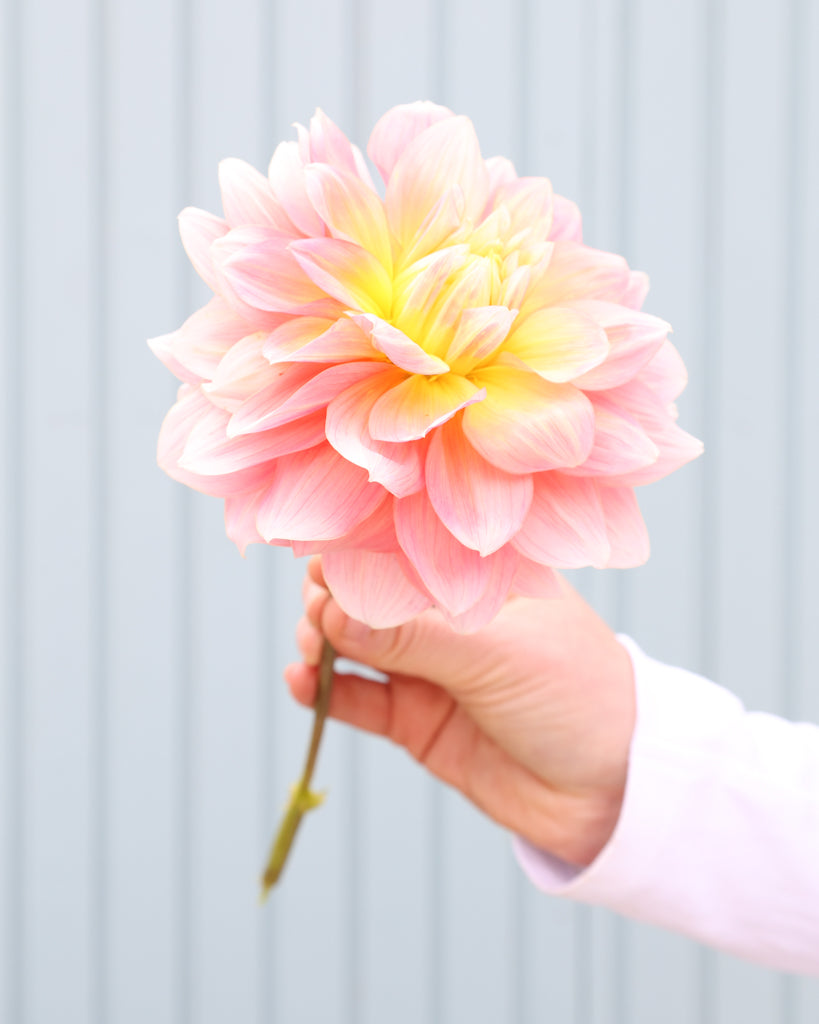 Eine Dahlienbluete der Sorte Peaches and Dreams vor einem hellblauen HIntergrund.