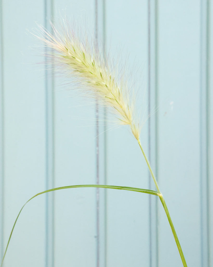 Nahaufnahme einer cremeweißen, weichen Blütenähre des Weißen Lampenputzergrases (Pennisetum villosum ‘Cream Falls’)