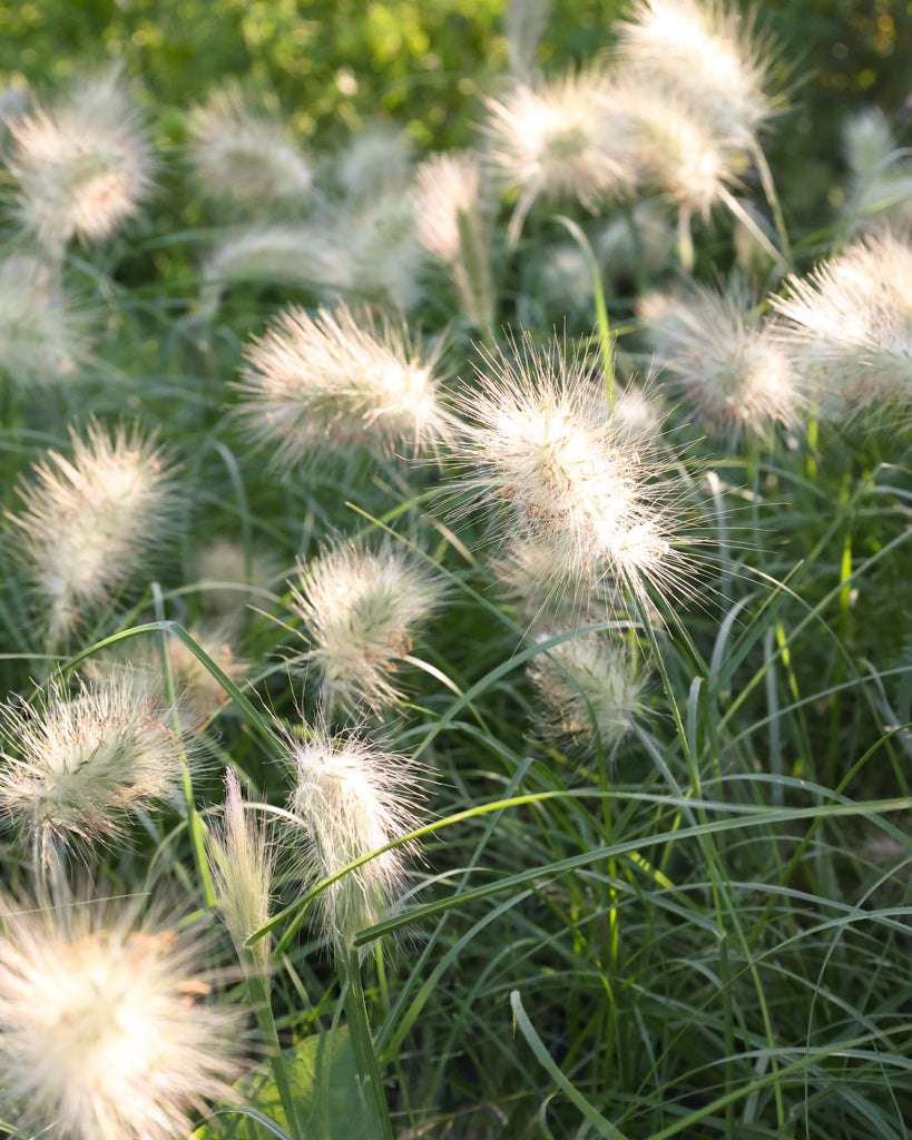 Mehrere cremeweiße, weiche Blütenähren des Weißen Lampenputzergrases (Pennisetum villosum ‘Cream Falls’) im Gartenbeet.