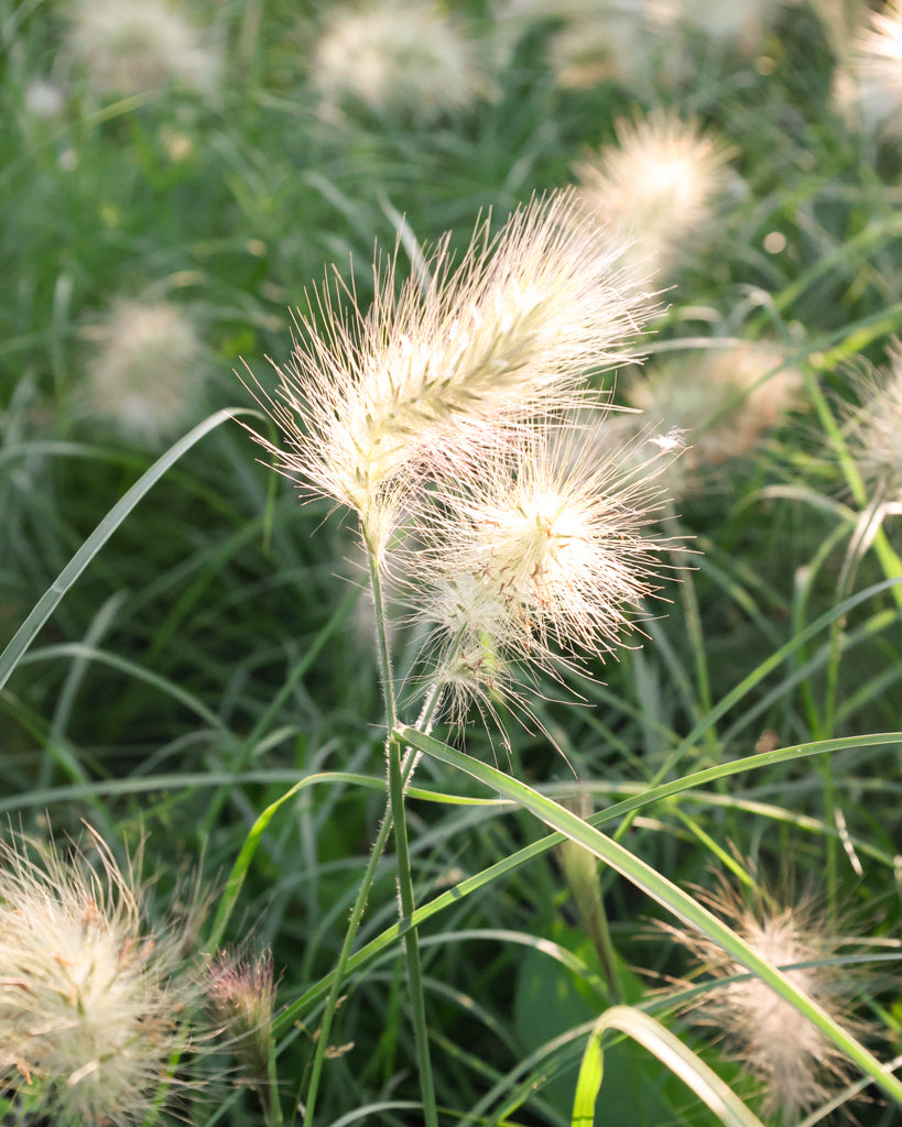 Nahaufnahme der cremeweißen, weichen Blütenähren des Weißen Lampenputzergrases (Pennisetum villosum ‘Cream Falls’) im Gartenbeet.