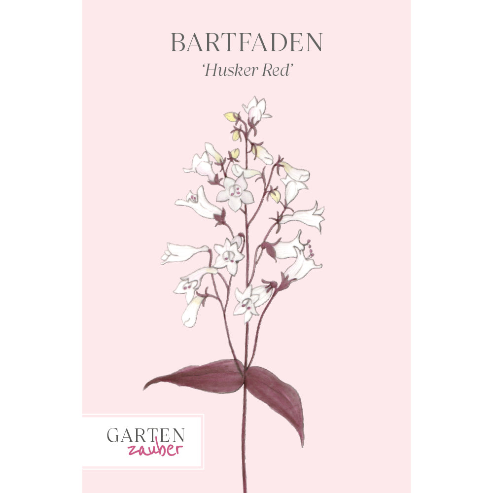 Vorderansicht Saatguttuete Bartfaden 'Husker Red' Penstemon digitalis aus der Gartenzauber-Saatgutserie