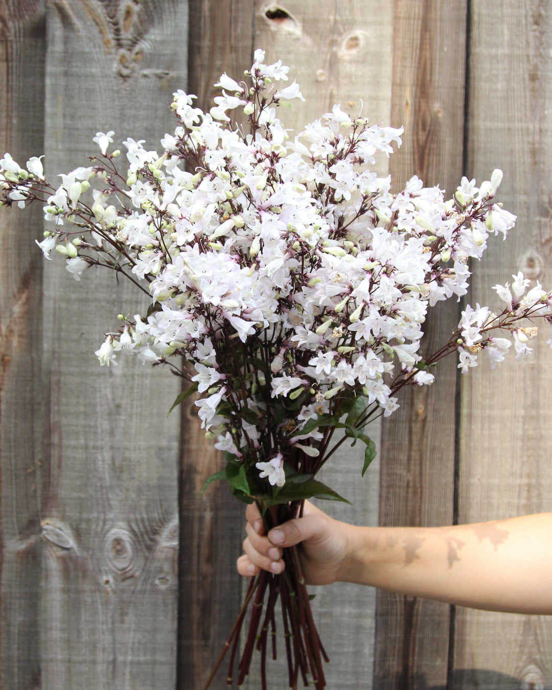 Bluehende Pflanze Bartfaden 'Husker Red' Penstemon digitalis aus der Gartenzauber-Saatgutserie