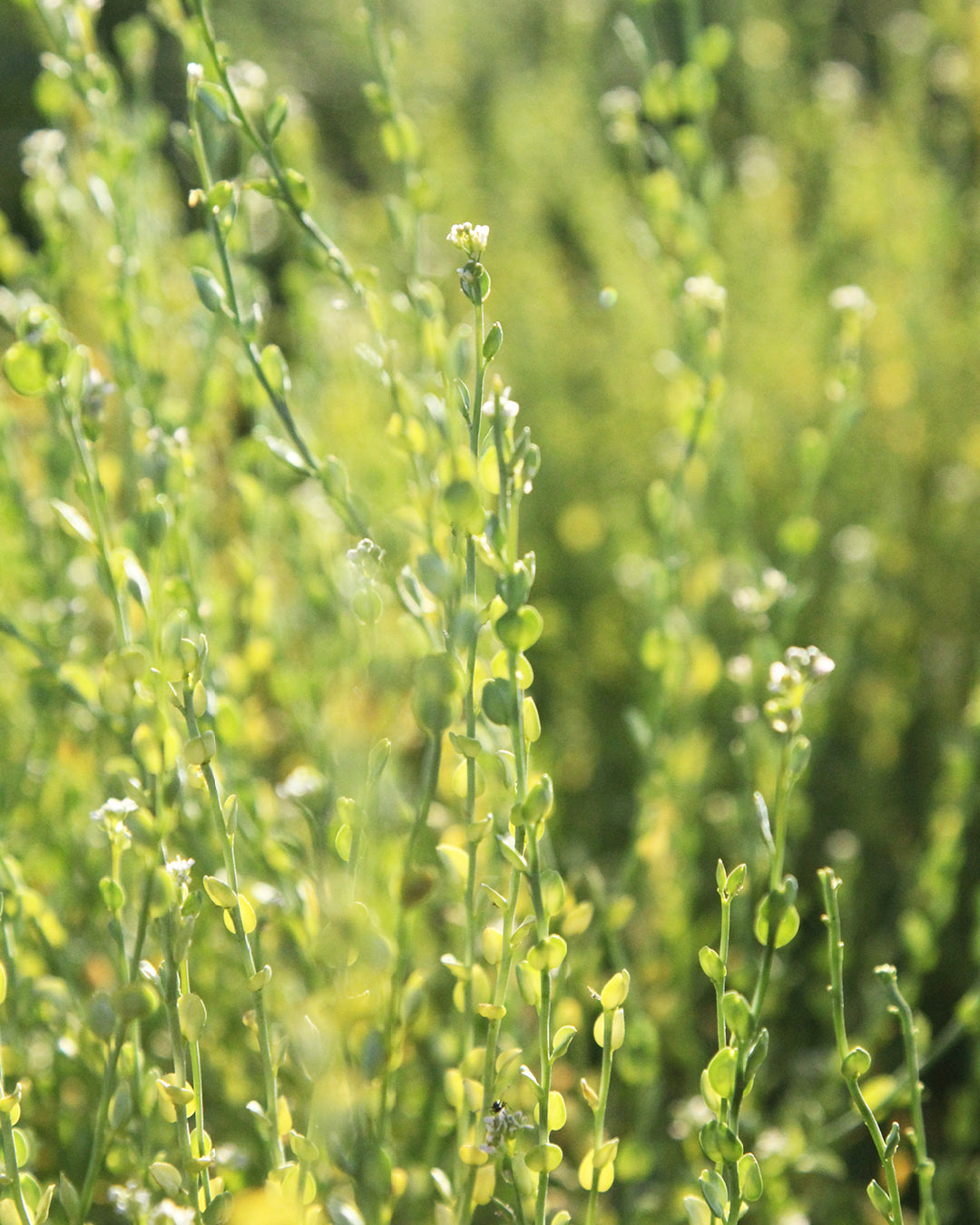 Persische Kresse Saatgut (Lepidium sativum) – Schnellkeimer