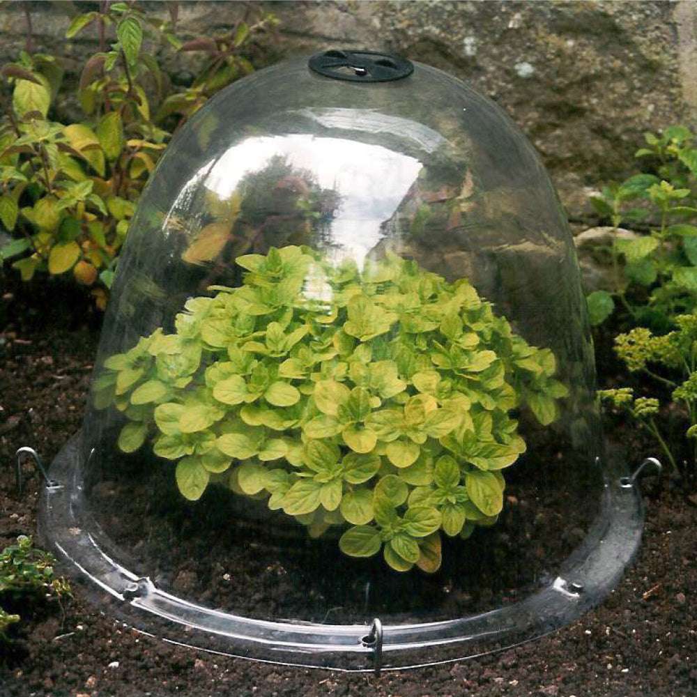 Kräuter unter der Pflanzglocke von Haxnicks im Gartenbeet.