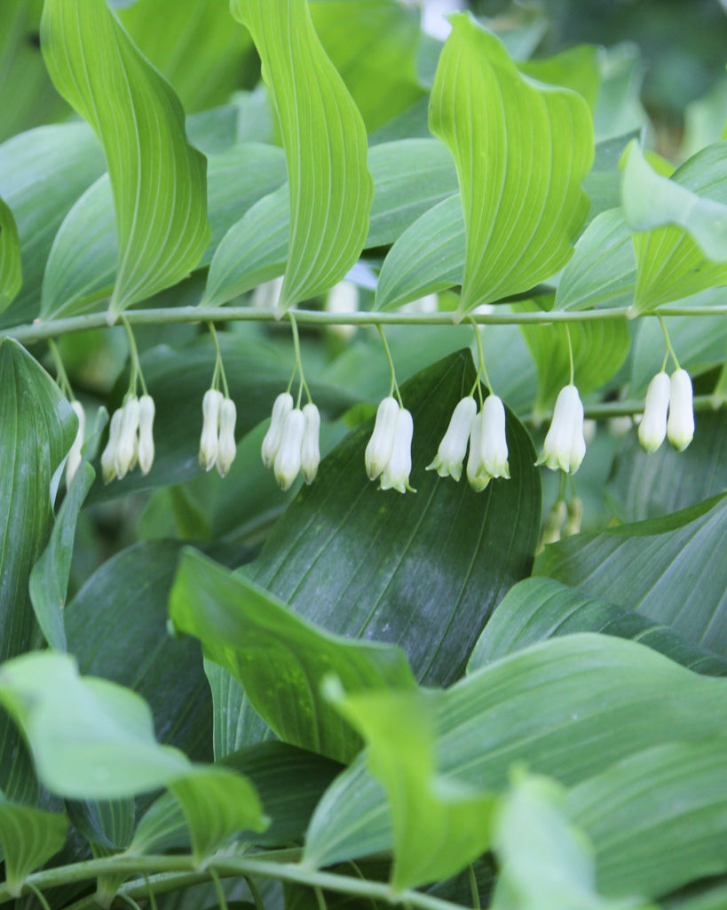 Nahaufnahme eines Triebes mit glockenförmigen Blüte des Salomonssiegels (Polygonatum multiflorum) in Weiß-Grün.