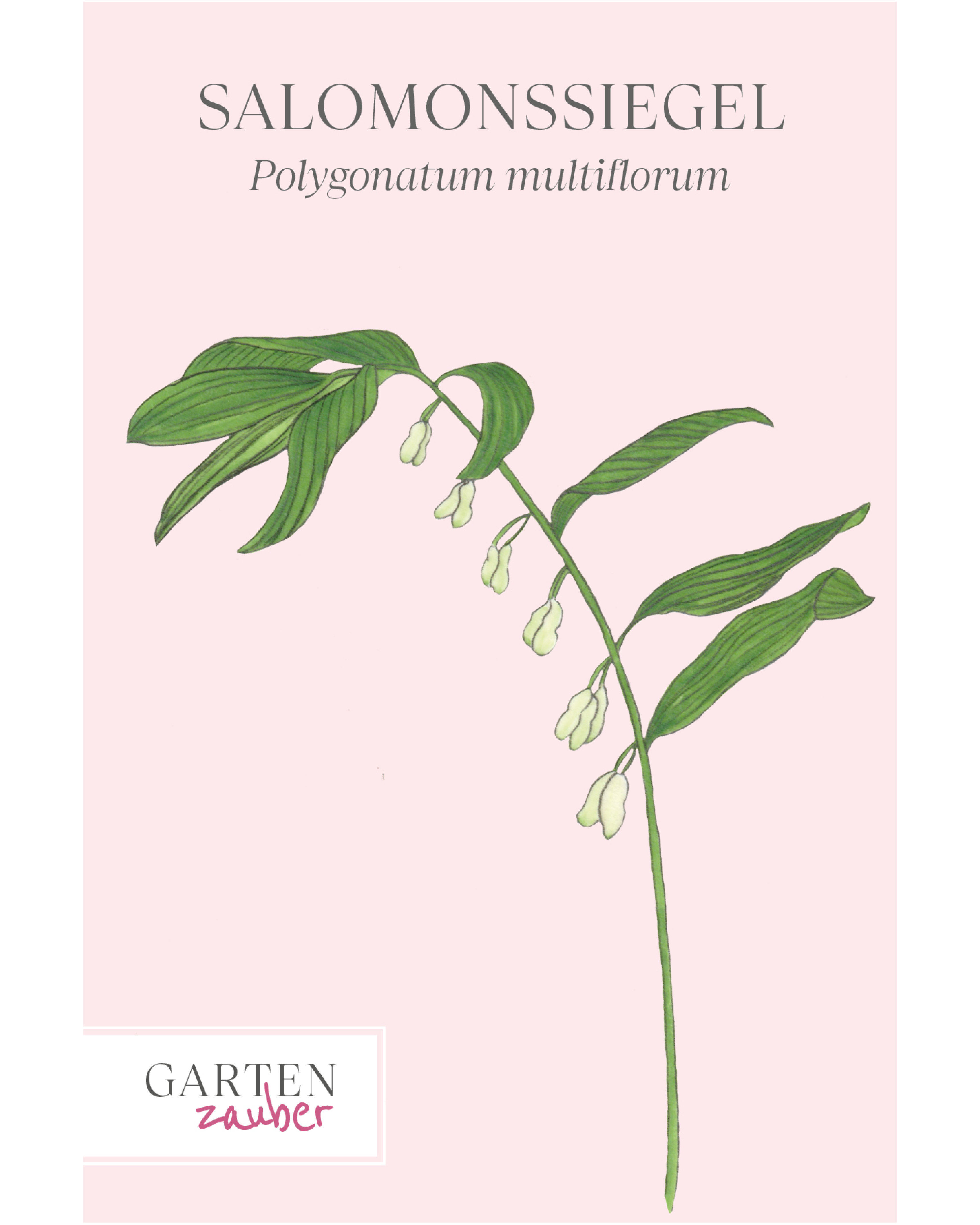 Vorderseite der Saatguttüte Salomonssiegel – Polygonatum multiflorum mit handgezeichneter Illustration der bogenförmig überhängenden Trieb mit zahlreichen glockenförmigen, weiß-grünlichen Blüten aus der Gartenzauber-Saatgutserie.