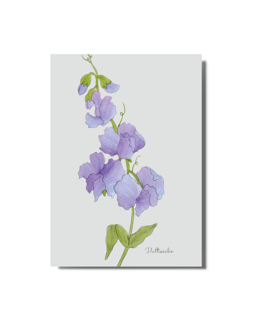 Postkarte mit handgezeichnetem Motiv der blauen Duftwicke aus der Gartenzauber Papeterie – filigran und detailverliebt gestaltet.