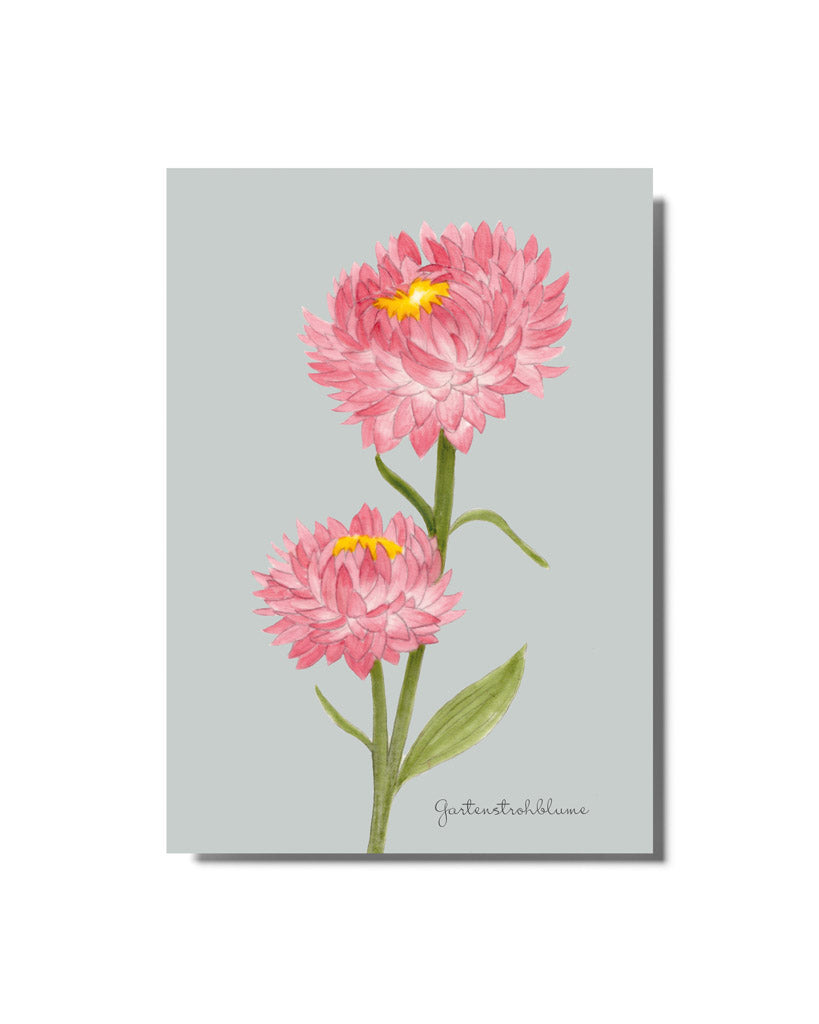 Handgezeichnete Postkarte „Gartenstrohblume“ aus der Gartenzauber Papeterie – farbenfrohe Illustration für besondere Grüße.