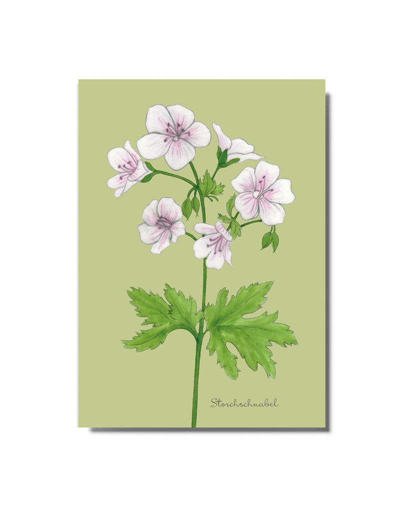 Postkarte mit handgezeichneter Illustration des gestreiften Blutstorchschnabels aus der Gartenzauber Papeterie – feine Blüten in Weiß und Rosé.