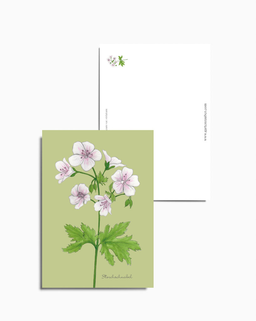 Postkarte mit handgezeichneter Illustration des gestreiften Blutstorchschnabels aus der Gartenzauber Papeterie – feine Blüten in Weiß und Rosé.