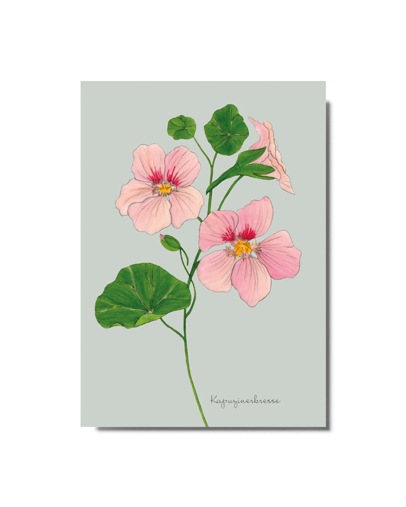 Postkarte mit handgezeichneter Kapuzinerkresse aus der Gartenzauber Papeterie – zarte Lachsrosa-Blüten mit gelbem Zentrum.