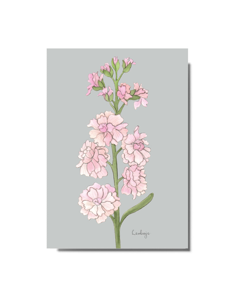 Postkarte mit handgezeichneter rosafarbener Levkoje aus der Gartenzauber Papeterie – detailreich illustriert