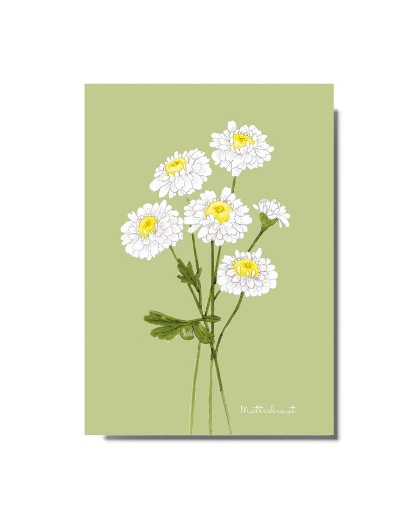 Handgezeichnete Postkarte Mutterkraut aus der Gartenzauber Papeterie – elegante Blütenillustration in sanften Grün und Weißtönen.