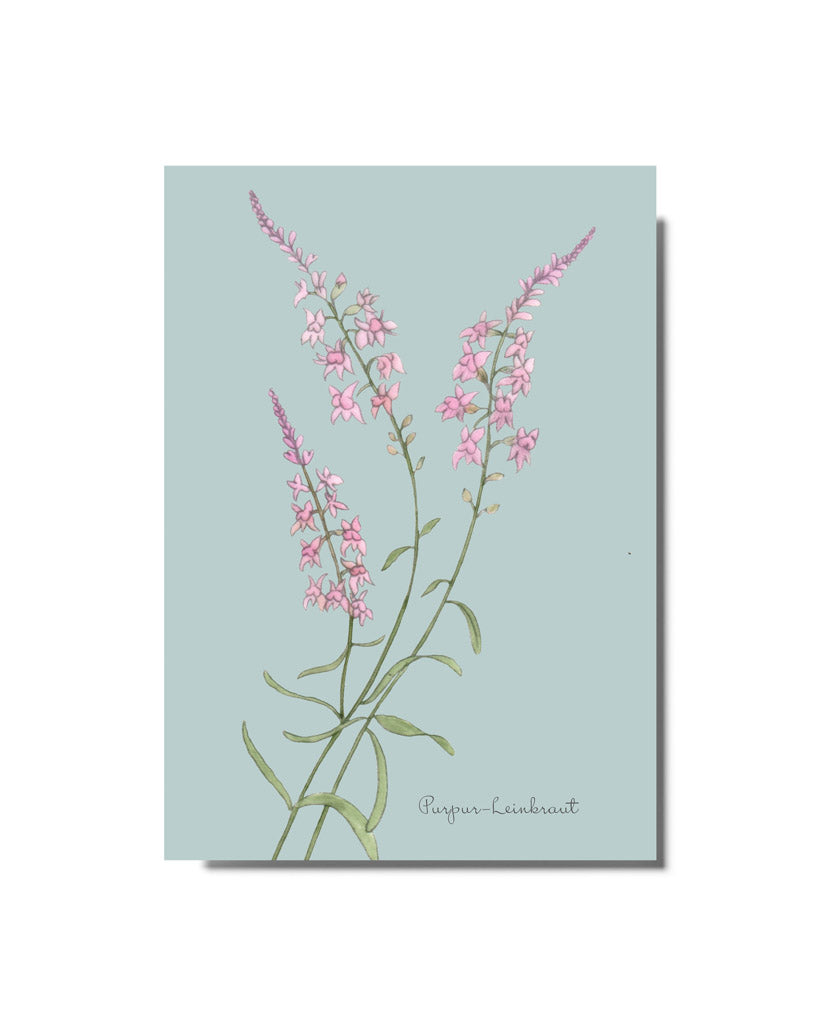 Postkarte mit handgezeichnetem Purpur-Leinkraut aus der Gartenzauber Papeterie – feine Illustration in zarten Rosatönen.