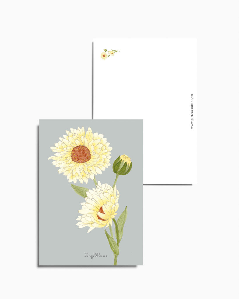 Postkarte mit handgezeichneter cremeweißer Ringelblume aus der Gartenzauber Papeterie – detailreiche Illustration.