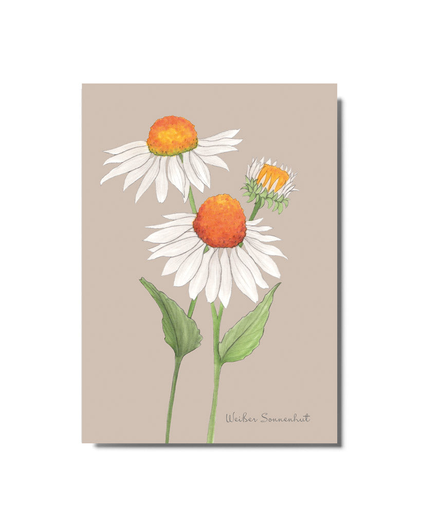 Handgezeichnete Postkarte Weißer Sonnenhut aus der Gartenzauber Papeterie – filigrane Blütenillustration