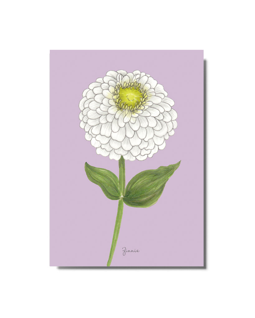 Postkarte mit handgezeichneter Zinnie Benary’s Giant White aus der Gartenzauber Papeterie – detailreich illustriert in Weiß auf zartem Hintergrund..