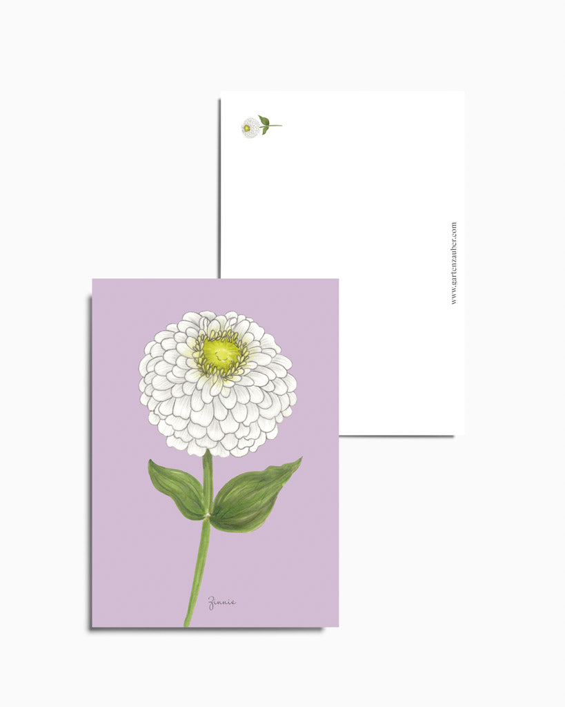 Postkarte mit handgezeichneter Zinnie Benary’s Giant White aus der Gartenzauber Papeterie – detailreich illustriert in Weiß auf zartem Hintergrund..
