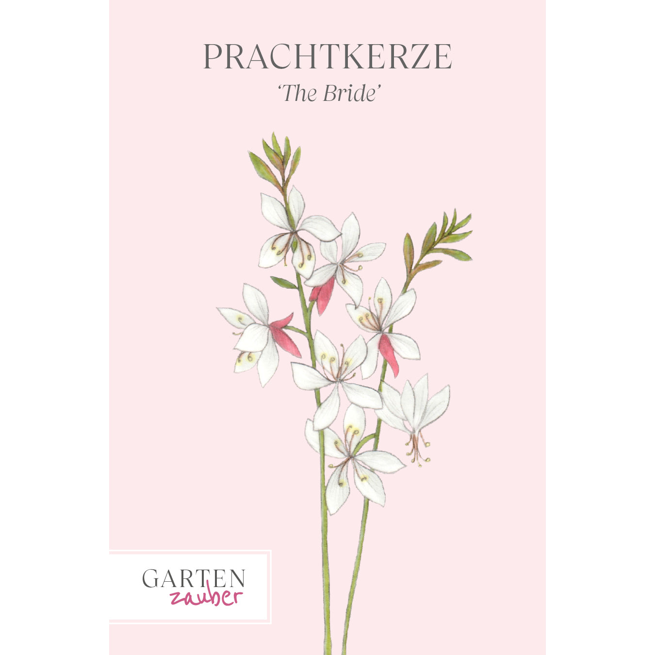 Prachtkerze Gaura 'The Bride' aus der Gartenzauber-Saatgutserie