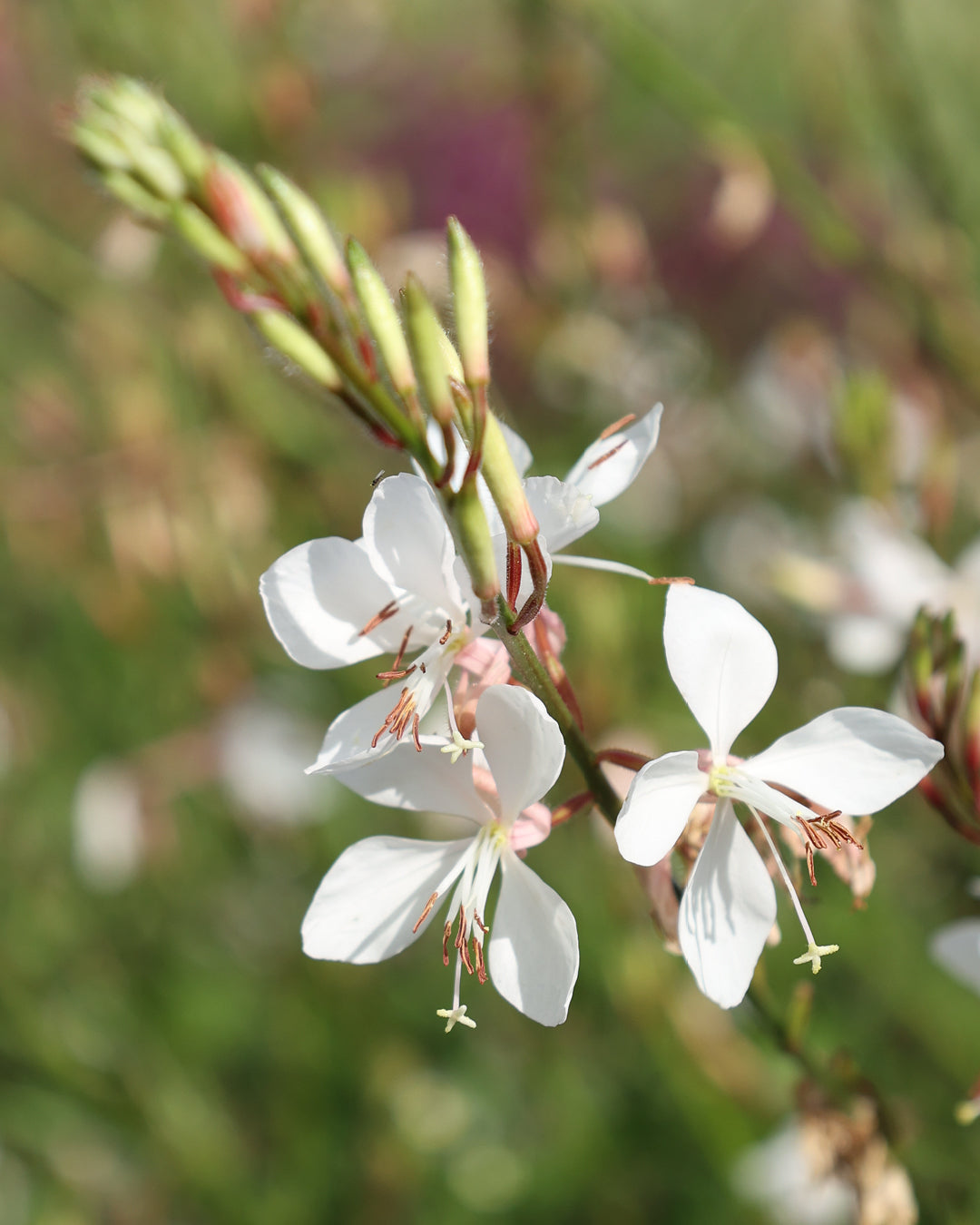 Bluehende Blume Prachtkerze Gaura 'The Bride' aus der Gartenzauber-Saatgutserie