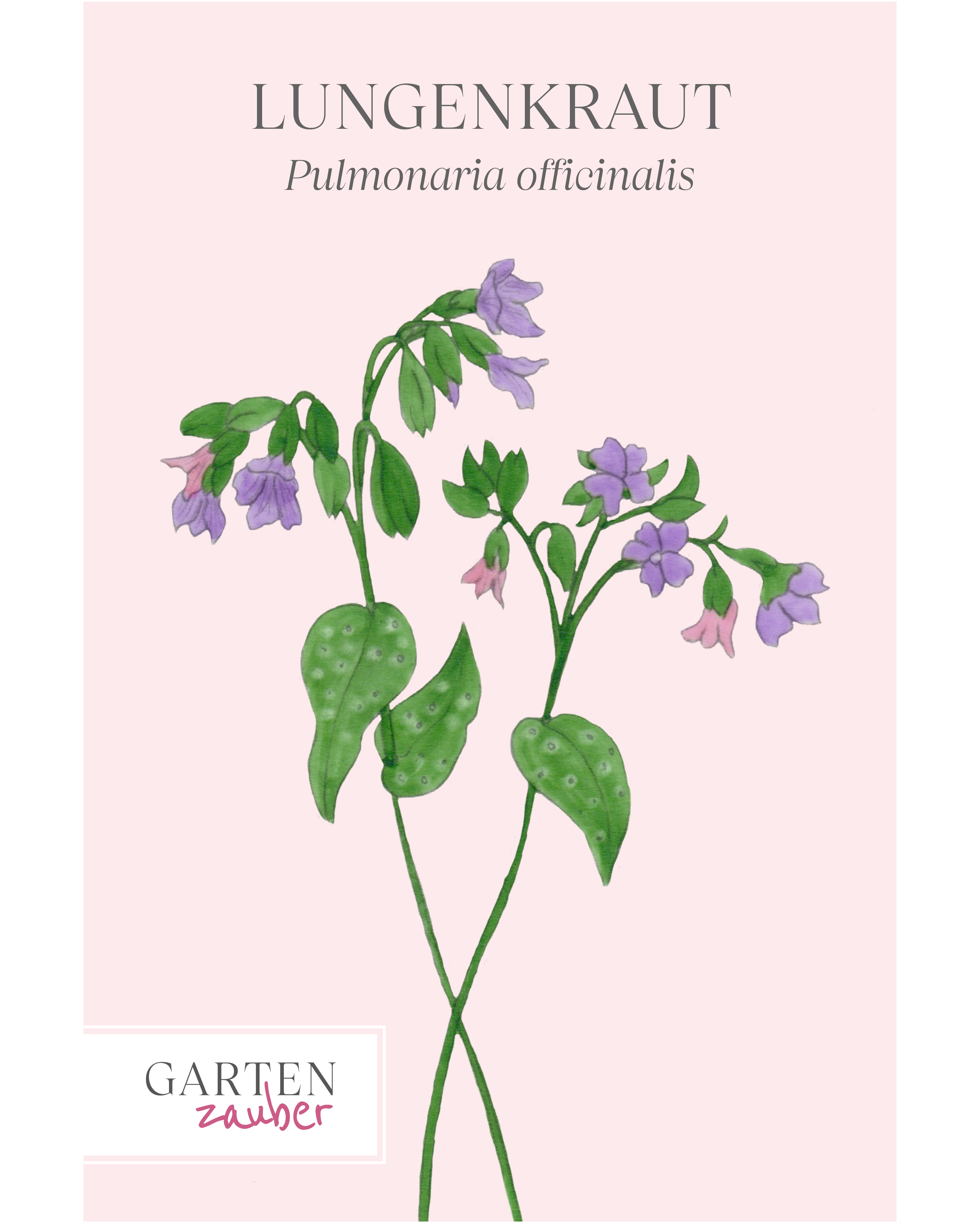 Vorderseite der Saatguttüte Lungenkraut – Pulmonaria officinalis mit handgezeichneter Illustration der kleinen, glocken- bis röhrenförmigen Blüten, die sich von Rosa zu Blau-Violett wandeln, aus der Gartenzauber-Saatgutserie.