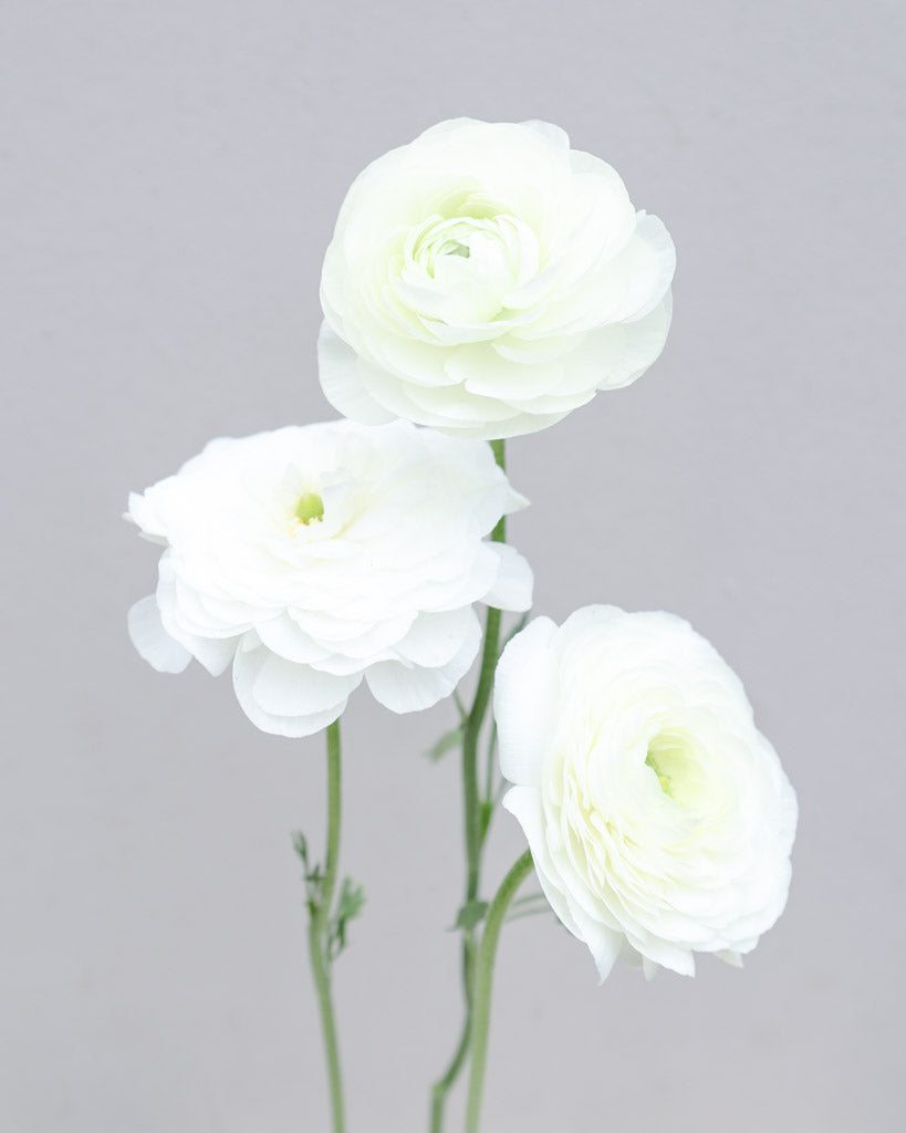 Ranunkel Elegance® Bianco 59-99 mit großen, gefüllten, reinweißen Blüten – elegante Sorte für Beet und Vase