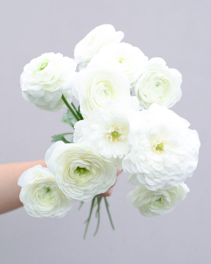 Ranunkel Elegance® Bianco 59-99 mit großen, gefüllten, reinweißen Blüten – elegante Sorte für Beet und Vase