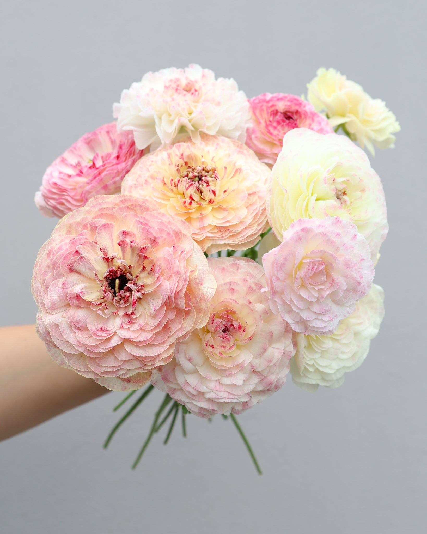 Strauß Ranunkeln in Rosa-, Creme- und Grüntönen in enem wunderschönen Farbverlauf der Sorte Elegance® Bianco Sfumato vor einem hellen Hintergrund.