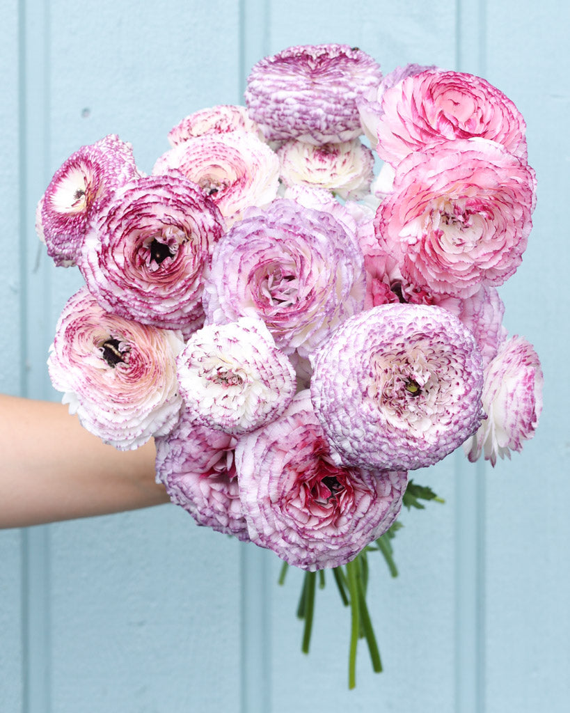 Strauß Ranunkeln in weiß und creme mit einem feinen bordeauxfarbenen Blütenrand Elegance® Bianco Striato 303IP vor einem hellblauen Hintergrund.