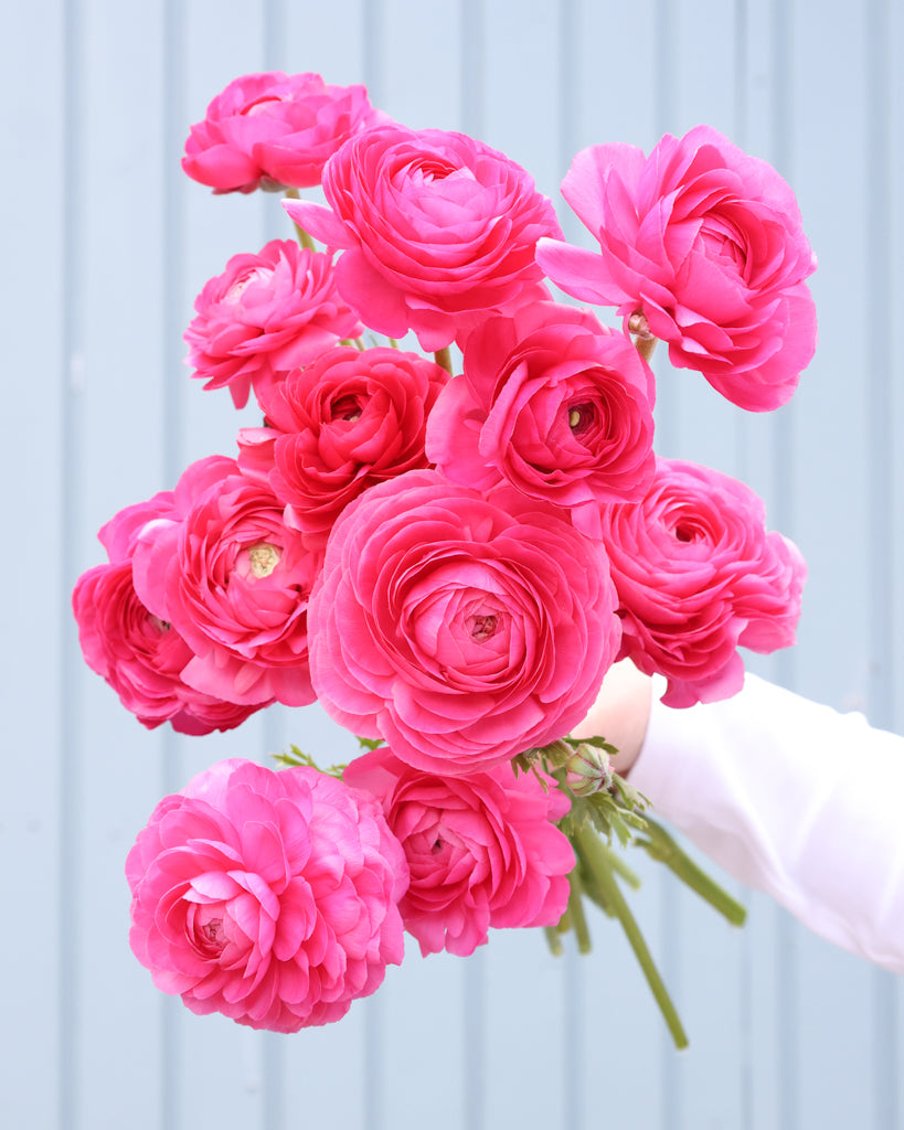 Leuchtend pinkfarbene Blüte der Ranunkel Elegance® Hot Pink 722-12