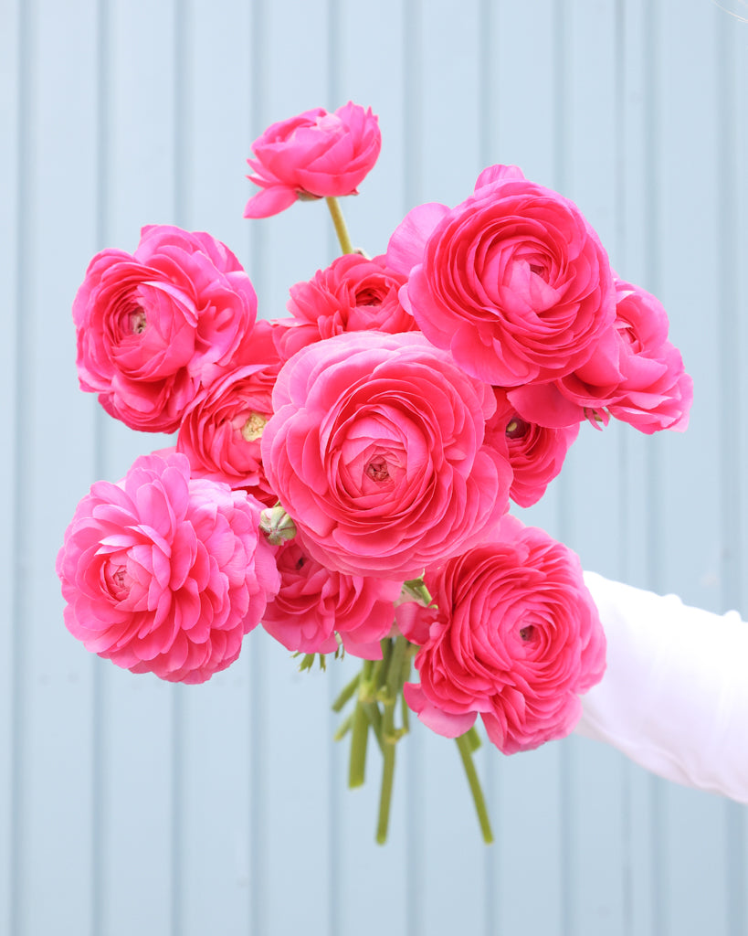 Leuchtend pinkfarbene Blüte der Ranunkel Elegance® Hot Pink 722-12