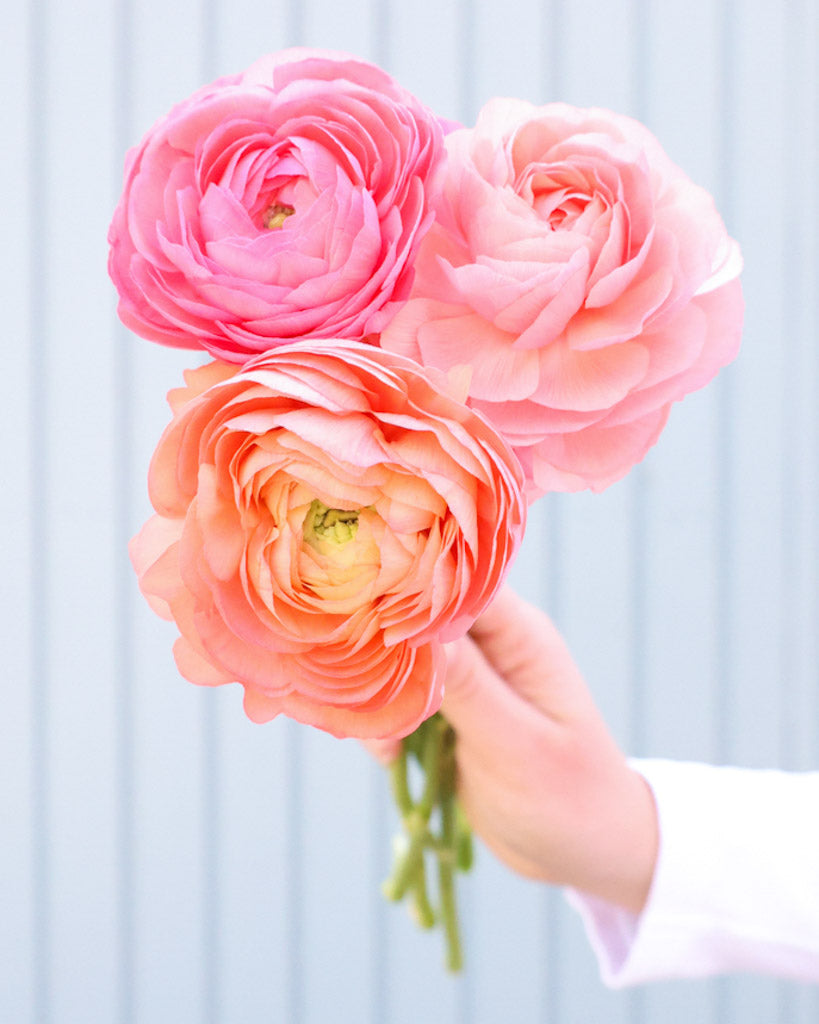 Apricot-lachsfarbene Blüten der Ranunkel Elegance® Salmone mit zartrosa Nuancen