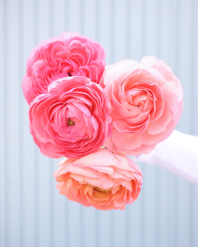 Apricot-lachsfarbene Blüten der Ranunkel Elegance® Salmone mit zartrosa Nuancen