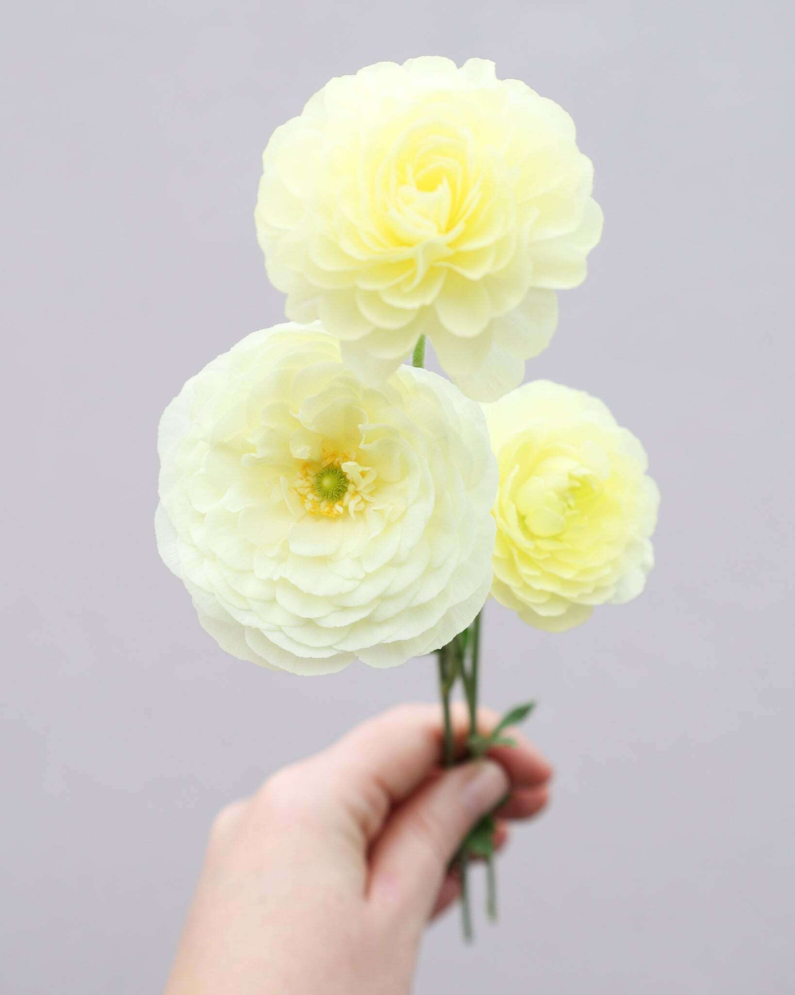 Drei Ranunkeln in einem schlichten Creme, welches je nach Lichteinfall leicht in ein zitronengelb wechseln kann, der Sorte Elegance® Crema 43-99 vor einem hellen Hintergrund.