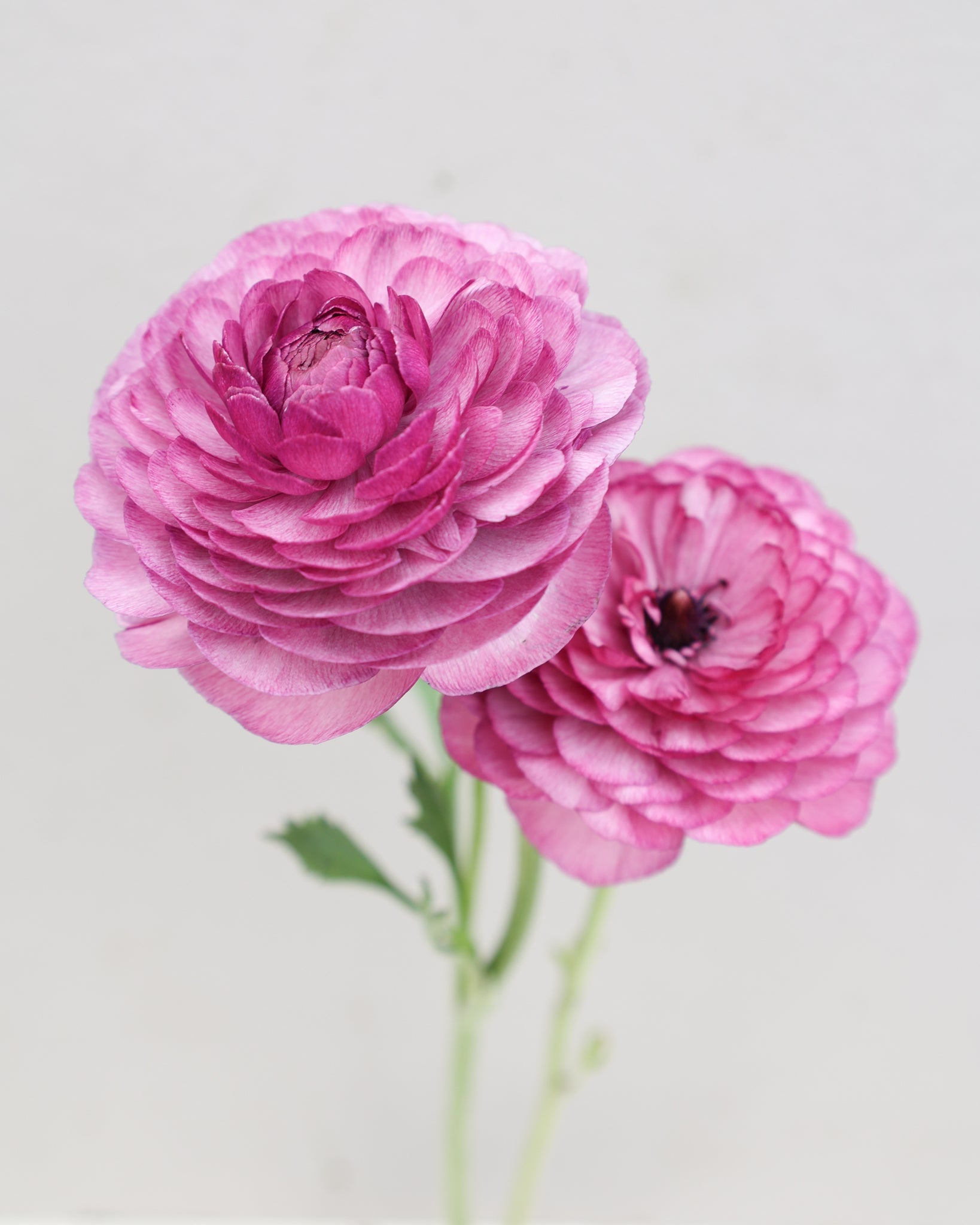 Zwei Ranunkeln in einem kräftigen Magentaton der Sorte Elegance® Milka 134N vor einem hellen Hintergrund.