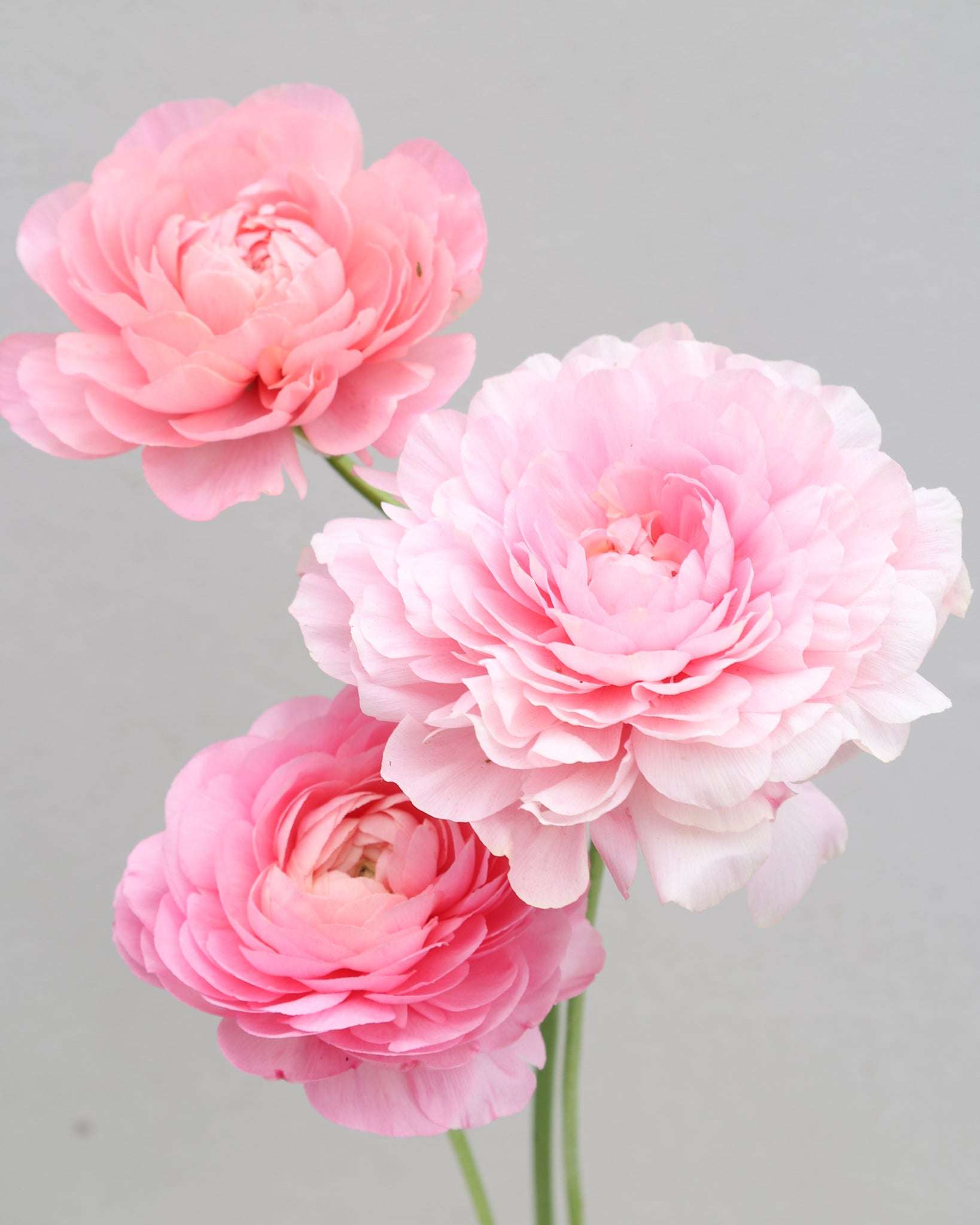 Drei Ranunkeln in verschiedenen pastellrosa Tönen der Sorte Elegance® Pastello 127-00 vor einem hellen Hintergrund.