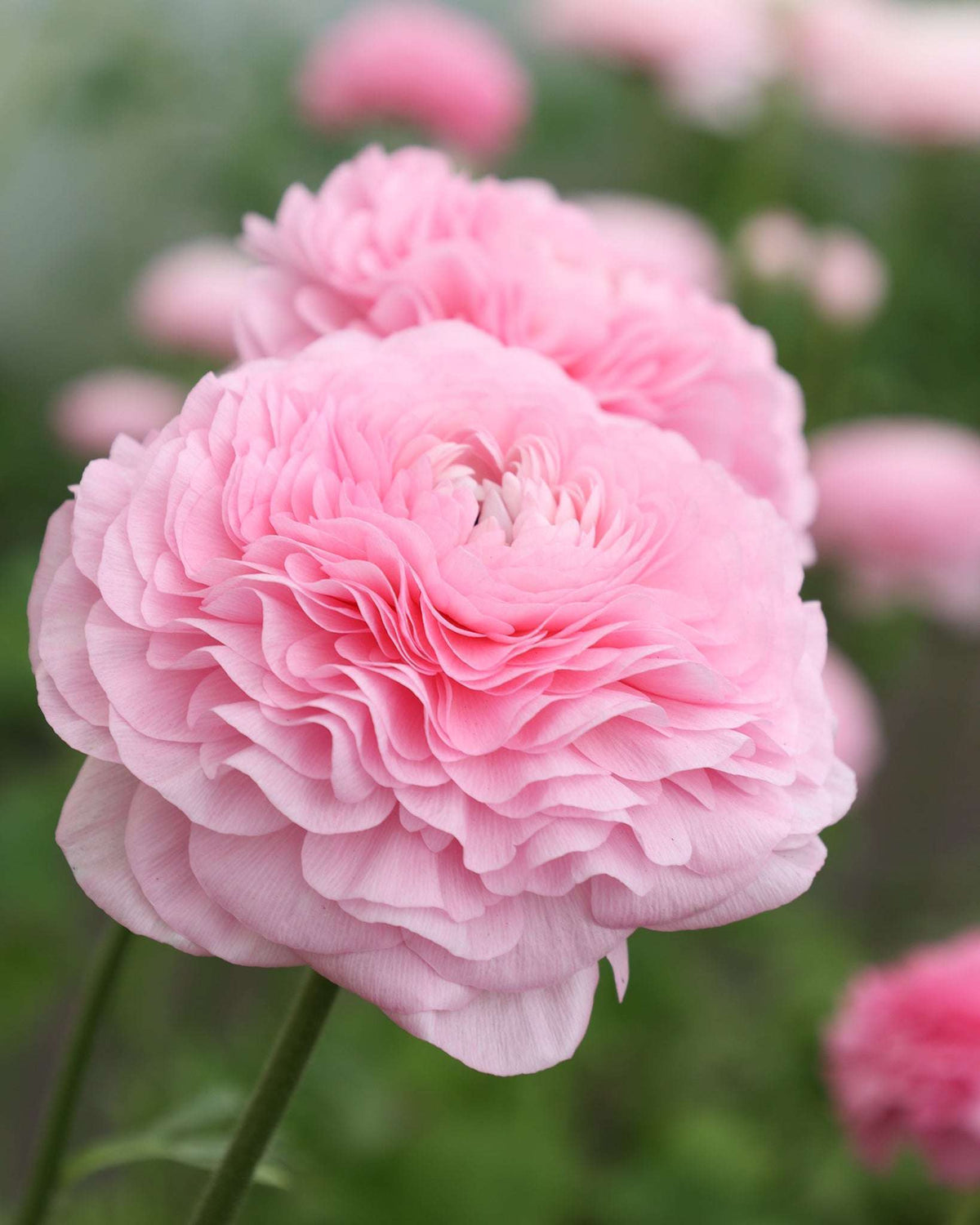 ranunkel saatgut Ranunkel 'Elegance® Rosa Chiaro 2P10'