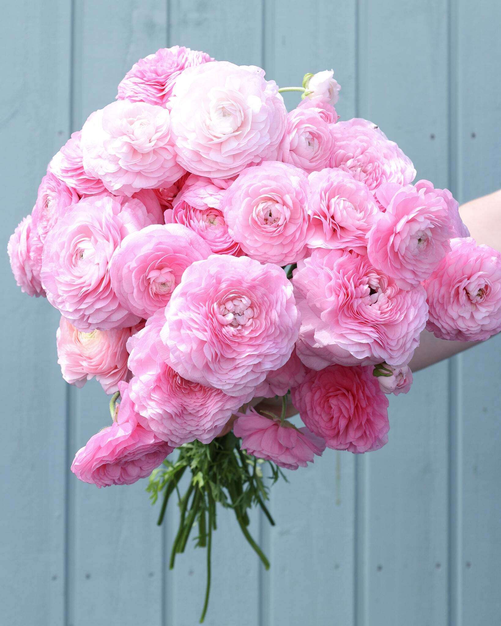 Strauß Ranunkeln in einem zarten Rosa Sorte Elegance® Chiaro 2P10 vor einem hellblauen Hintergrund.