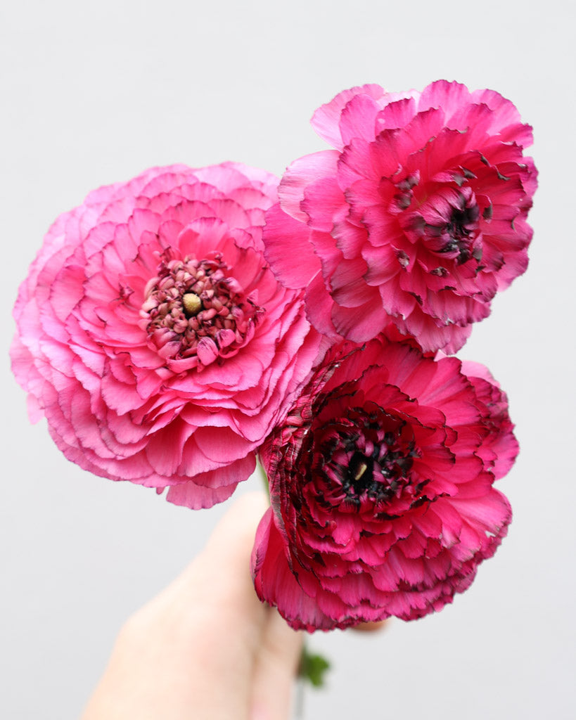 Drei Ranunkeln in einem kräftigen Pink bis Magenta und bordeauxfarbenen Blütenrändern der Sorte Elegance® Rosa Striato vor einem hellen Hintergrund.