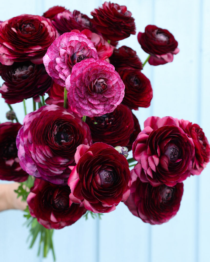Strauß Ranunkeln in einem tiefen Bordeauxrot der Sorte Elegance® Viola 06 vor einem hellblauen Hintergrund.