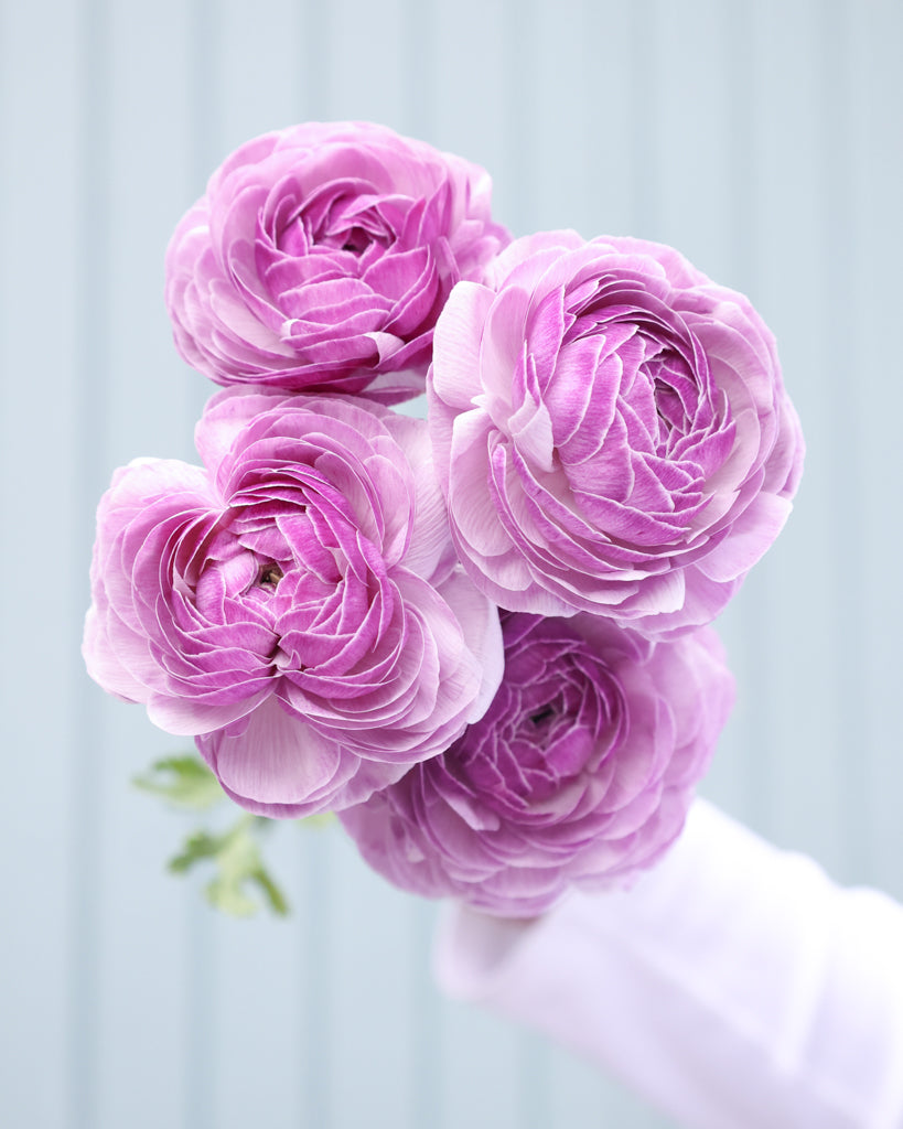 Gefüllte Blüten der Ranunkel Cloni Success® Nonno Antonio in zartem Violett mit silbrigem Schimmer