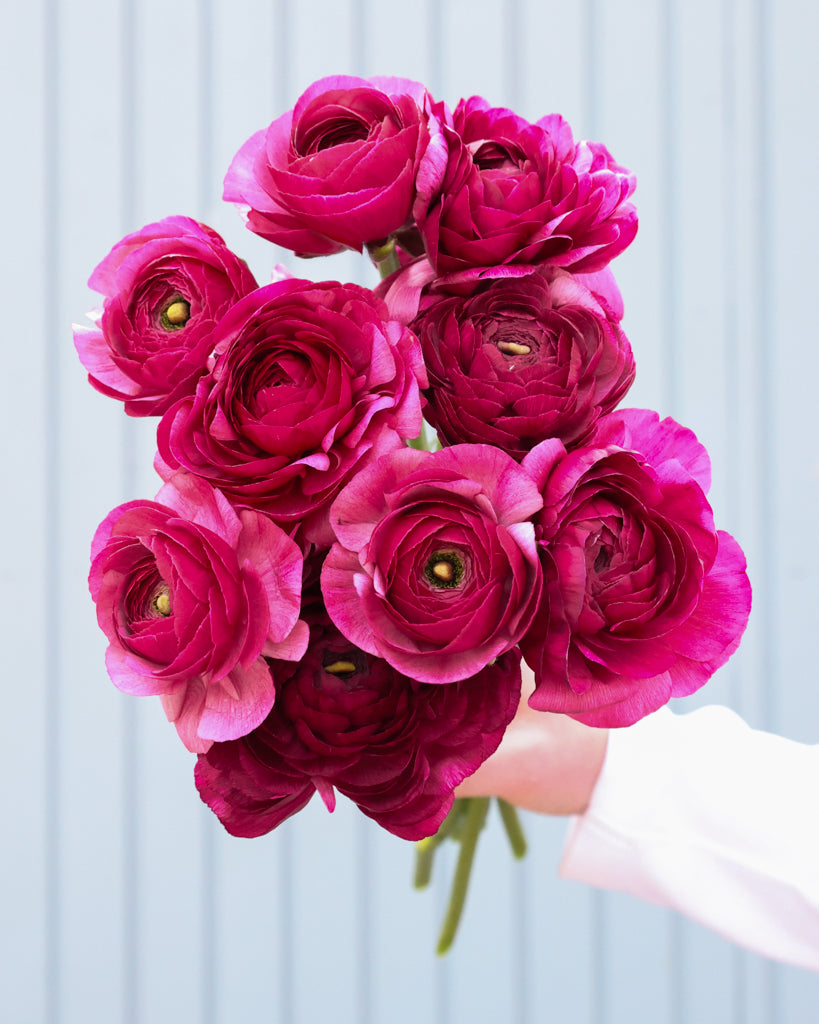 Gefüllte Blüte der Ranunkel Cloni Success® Renoir in kräftigem Himbeerrot mit pinkem Schimmer