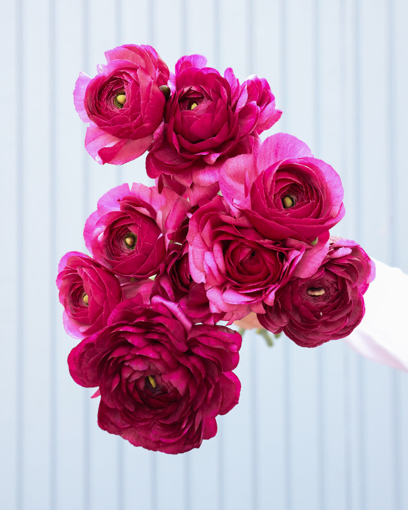 Gefüllte Blüte der Ranunkel Cloni Success® Renoir in kräftigem Himbeerrot mit pinkem Schimmer