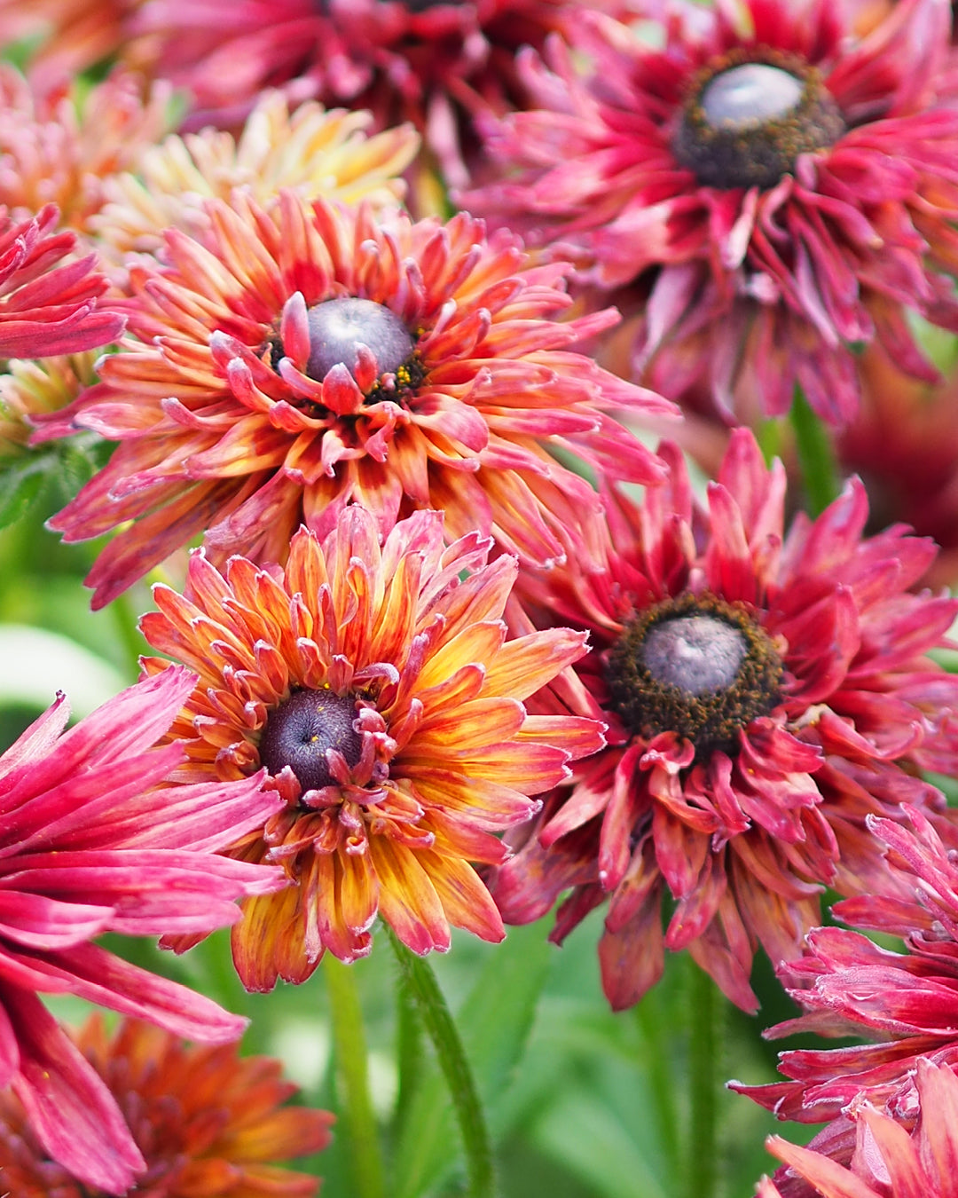 Bluehende Pflanze Rauer Sonnenhut - Rudbeckia hirta 'Cherry Brandy' aus der Gartenzauber-Saatgutserie